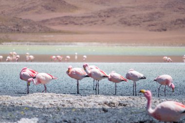 Flamingolar Laguna Hedionda, Bolivya