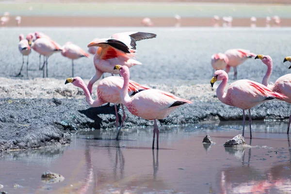 Flamingolar Laguna Hedionda, Bolivya