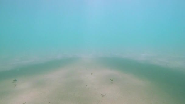 Filles Surf allongé sur des planches de surf 