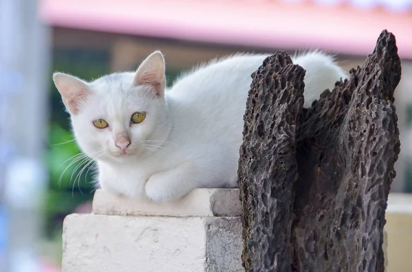 Gato acostado en un poste y viejo árbol seco — Foto de Stock