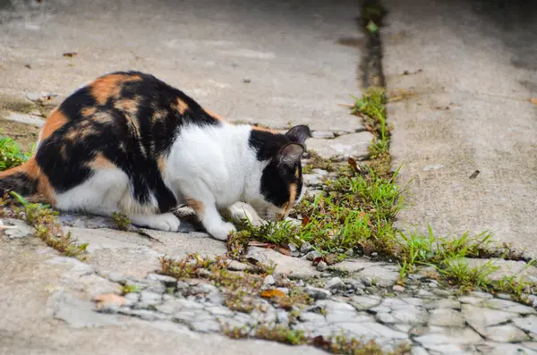 Вуличний кіт їсть траву — стокове фото