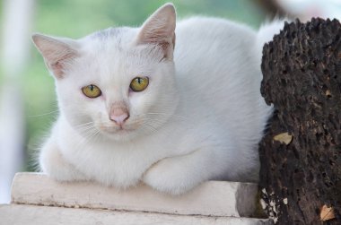 Bir kutup ve eski kuru ağaç üzerinde yalan kedi