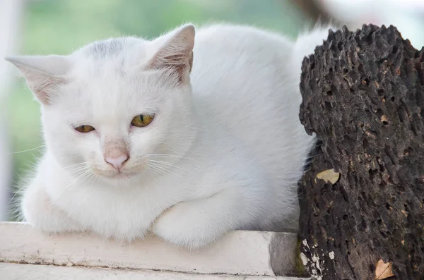 Сумний кіт лежить на полюсі і старому сухому дереві — стокове фото