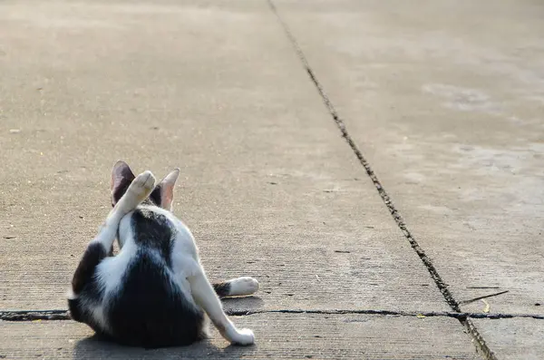 Gato arañando en la calle — Foto de Stock