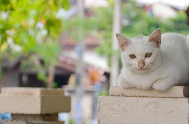 Bir kutup ve eski kuru ağaç üzerinde yalan kedi