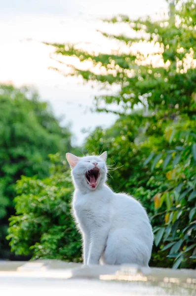 Biały kot ziewanie — Zdjęcie stockowe