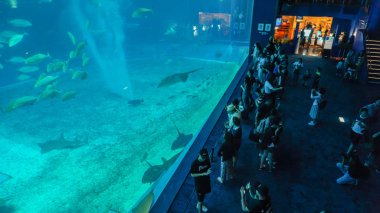 Okinawa, Japan - 20 Nisan 2017: Okinawa Churaumi akvaryum, Okinawa, Japan. 2005 yılında Georgia Aquarium tarafından aştı kadar dünyanın en büyük Akvaryumu olduğunu.