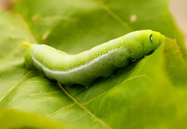 Primer Plano Una Oruga Verde —  Fotos de Stock