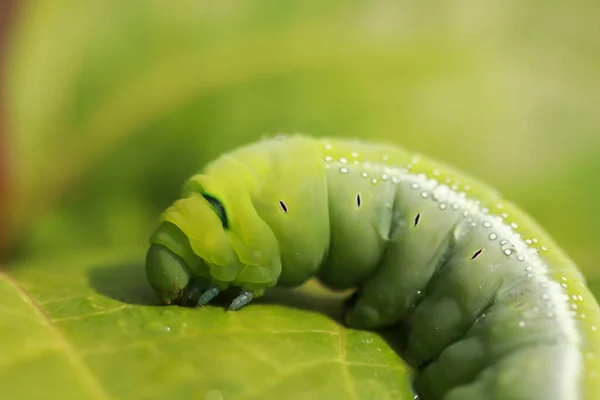 Gros Plan Une Chenille — Photo