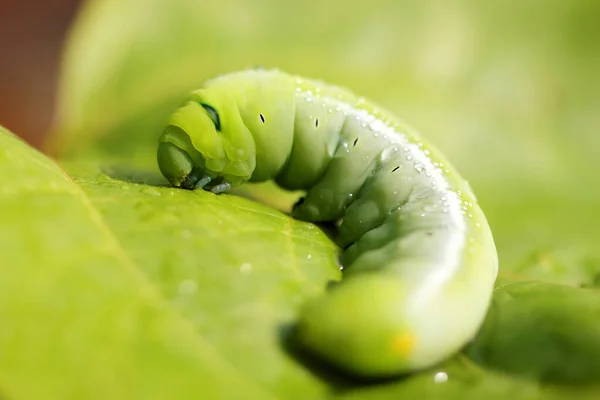 Nahaufnahmen Einer Raupe — Stockfoto