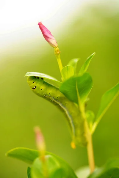 Gros Plan Une Chenille — Photo