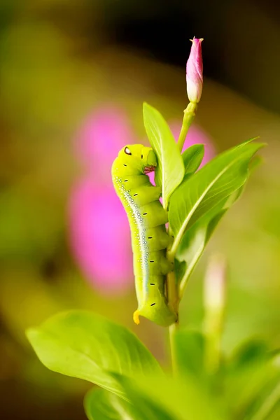 毛虫のショットを閉じる — ストック写真