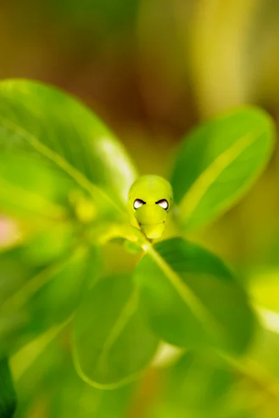 Close Shots Caterpillar Head — Stock Photo, Image