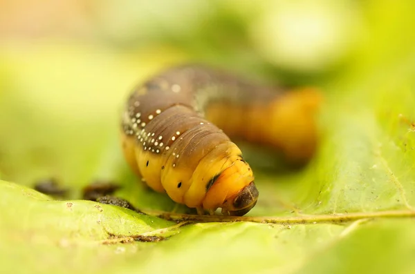 Nahaufnahmen Eines Raupenkopfes — Stockfoto