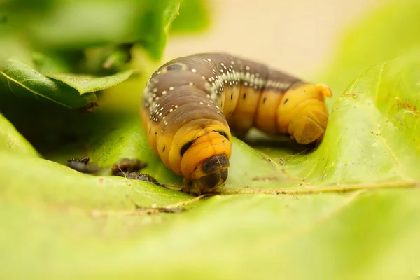 Close Shots Caterpillar Head — Stock Photo, Image