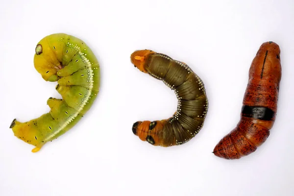 Macro Photograph Caterpillar Metamorphosis Stage — Stock Photo, Image