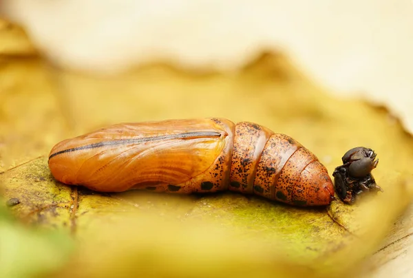 Fotografía Macro Una Etapa Metamorfosis Oruga —  Fotos de Stock