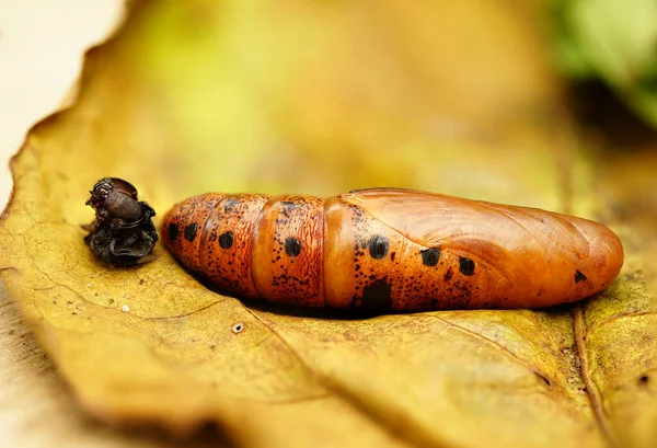 Macro Photograph Caterpillar Metamorphosis Stage — Stock Photo, Image