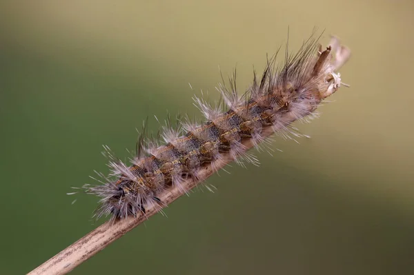 Macro Photo Hairy Caterpillar — Stock Photo, Image