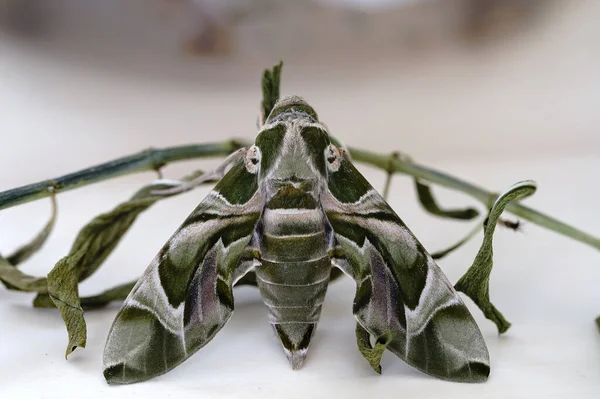 Møll Polyfyletisk Gruppe Insekter Som Omfatter Alle Medlemmer Ordenen Lepidoptera – stockfoto