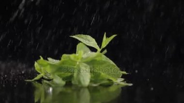 İplik siyah bir zemin üzerine nane 