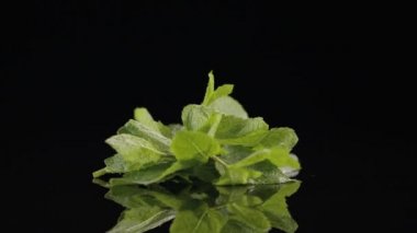 İplik ve bir siyah arka plan üzerine düşen nane