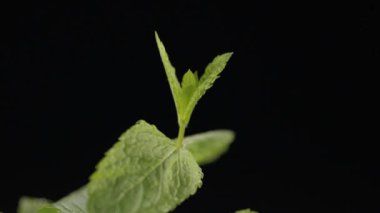 Kök bir siyah arka plan üzerinde iplik nane 