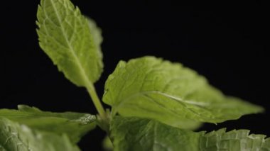 Kök bir siyah arka plan üzerinde iplik nane Close-Up