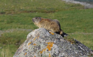 Alplerde vahşi Dağ sıçanı
