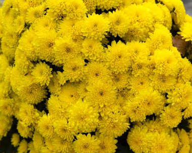 Sarı çiçeklerin olduğu bir ülkeye yakın çekim