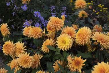 Sarı yıldız çiçekleri ve mor çiçekler.