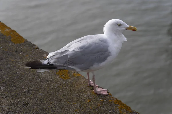 Seagull Waterfront Port Brittany — Stock Photo, Image
