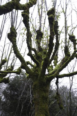 Kışın sisle kaplı yeşil yosun ile kaplı ağaç.