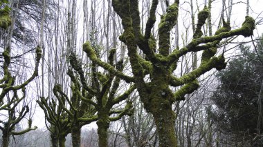 Kışın sisle kaplı yeşil yosun ile kaplı ağaç.