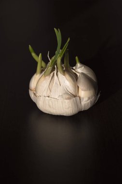 Siyah arka planda beyaz ve mor sarımsak kafa.