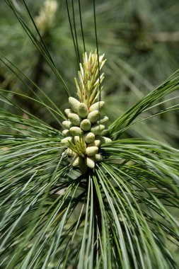 Ekmek külahlı ve çiçekli bir köknar dalının ayrıntıları