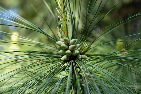 Dettaglio Ramo Abete Con Coni Pane Fiori — Foto Stock