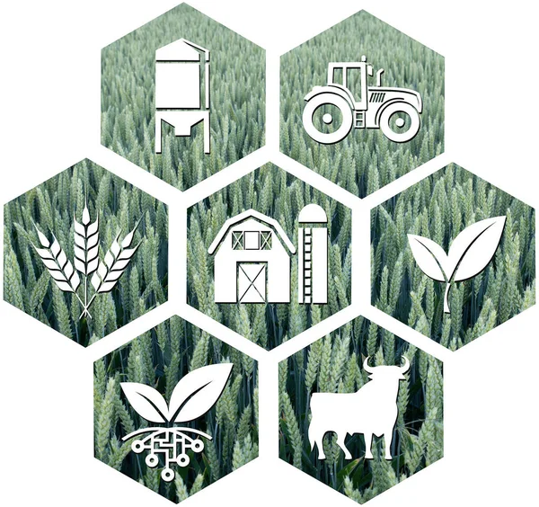 Ícone Vários Símbolos Agricultura — Fotografia de Stock