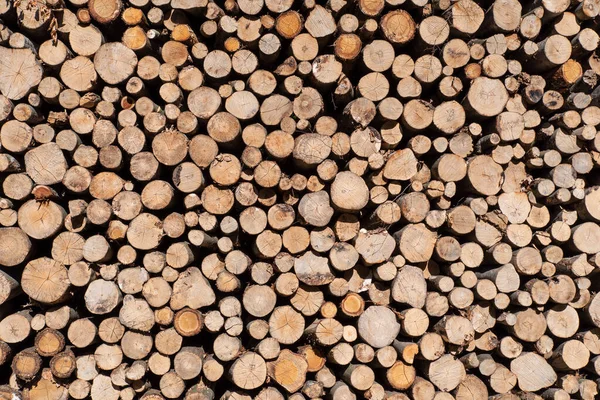 Texture Logs Cut Forest — Stock Photo, Image