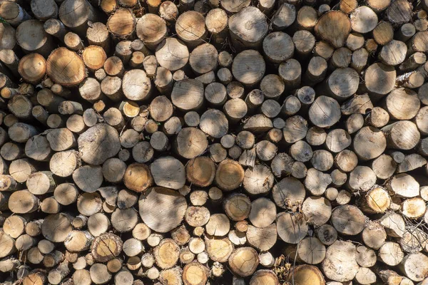 Texture Des Grumes Coupées Dans Forêt — Photo