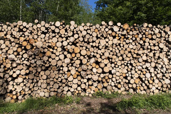 Pile Bois Coupé Dans Une Forêt — Photo