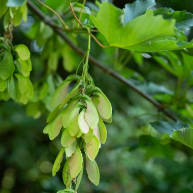 İlkbaharda ağaçta akçaağaç tohumu ayrıntıları