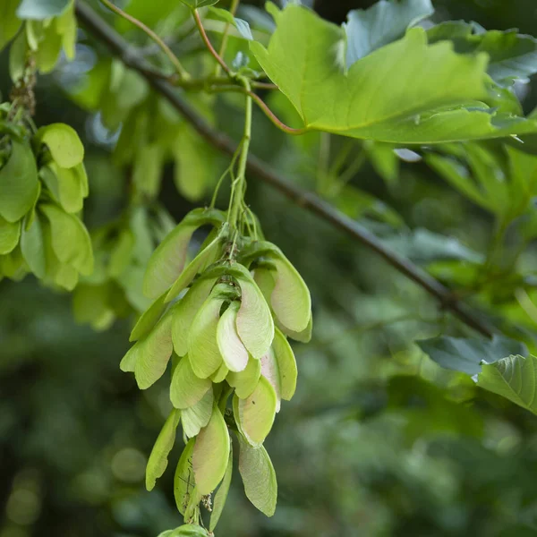 Detail Des Ahornsaatguts Baum Frühling — Stockfoto