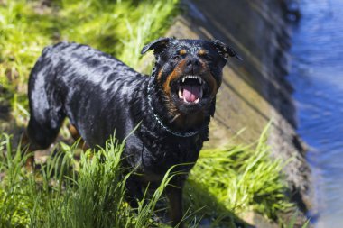 Kızgın havlayan Rottweiler