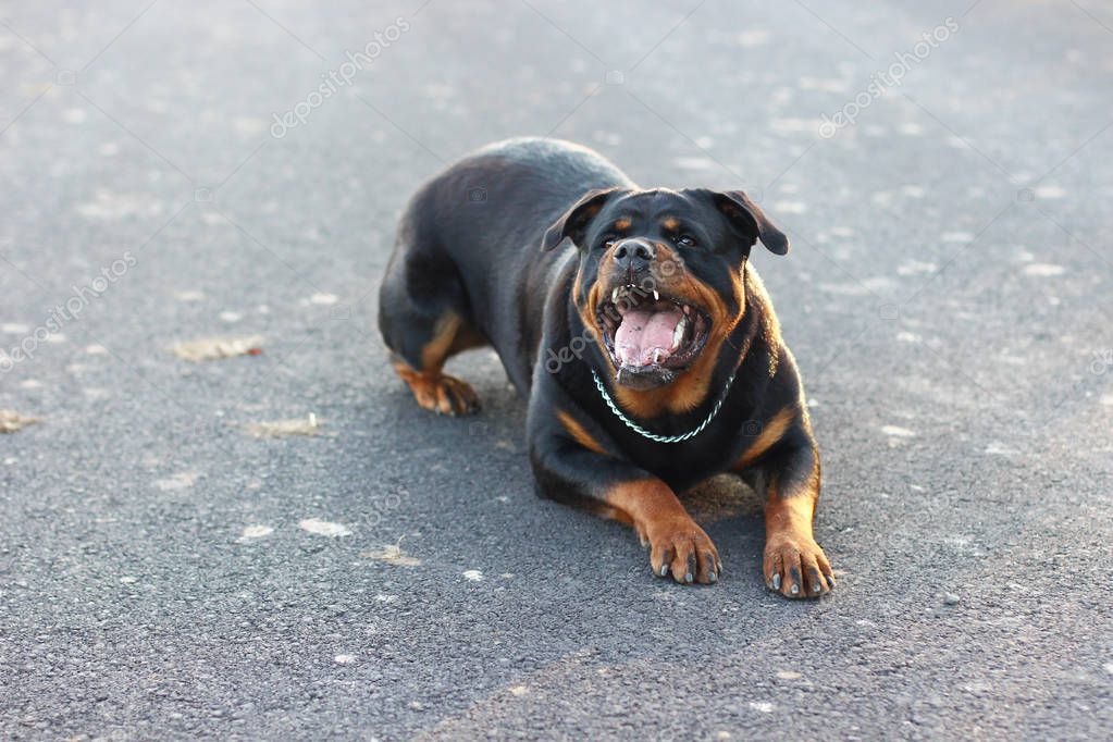 Angry Rottweiler baring teeth — Stock Photo © mlkvous