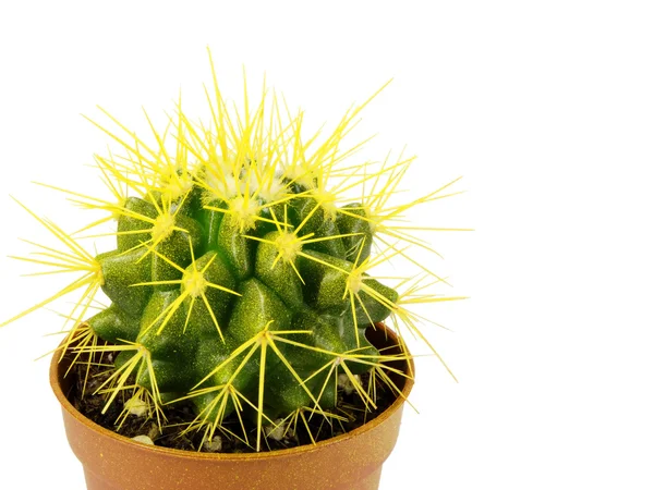 Cactus in een pot op een witte achtergrond — Stockfoto