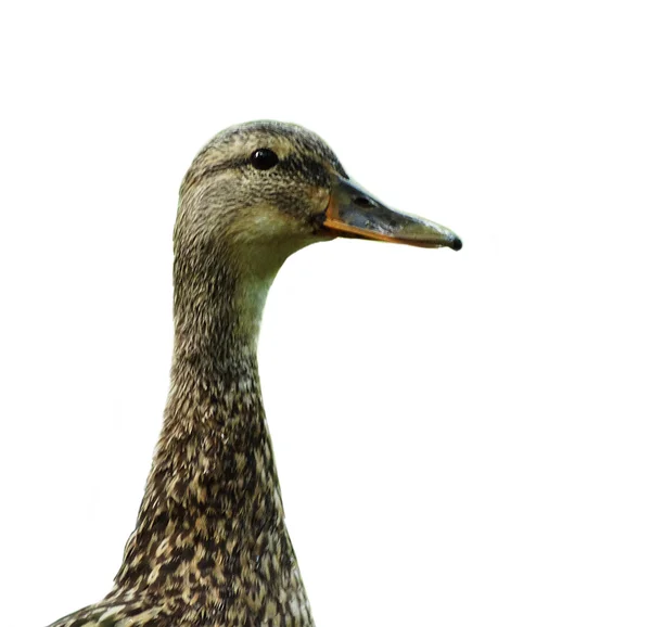 Ente vor dem Hintergrund der Natur. Entenmutter kränte sich den Hals — Stockfoto