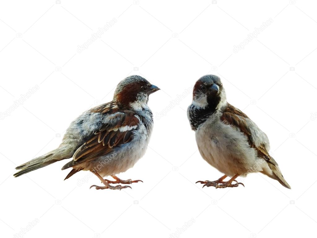 Two sparrows on a white background