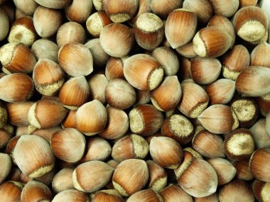 Arka plan çok fındık