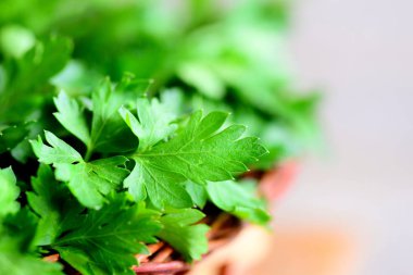 Yeşil maydanoz yaprakları. Taze maydanoz arka plan. Portre